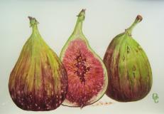 figs